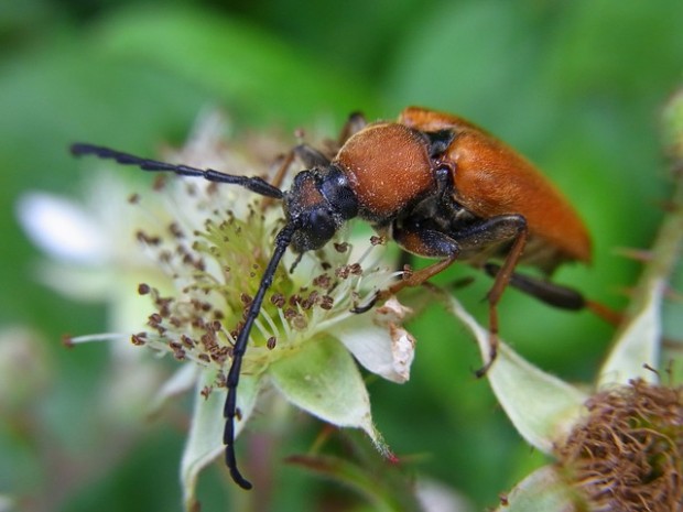 Why do we get phobias?